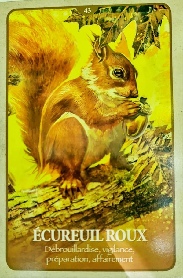 43 ecureuil roux le langage secret des animaux de chip richards