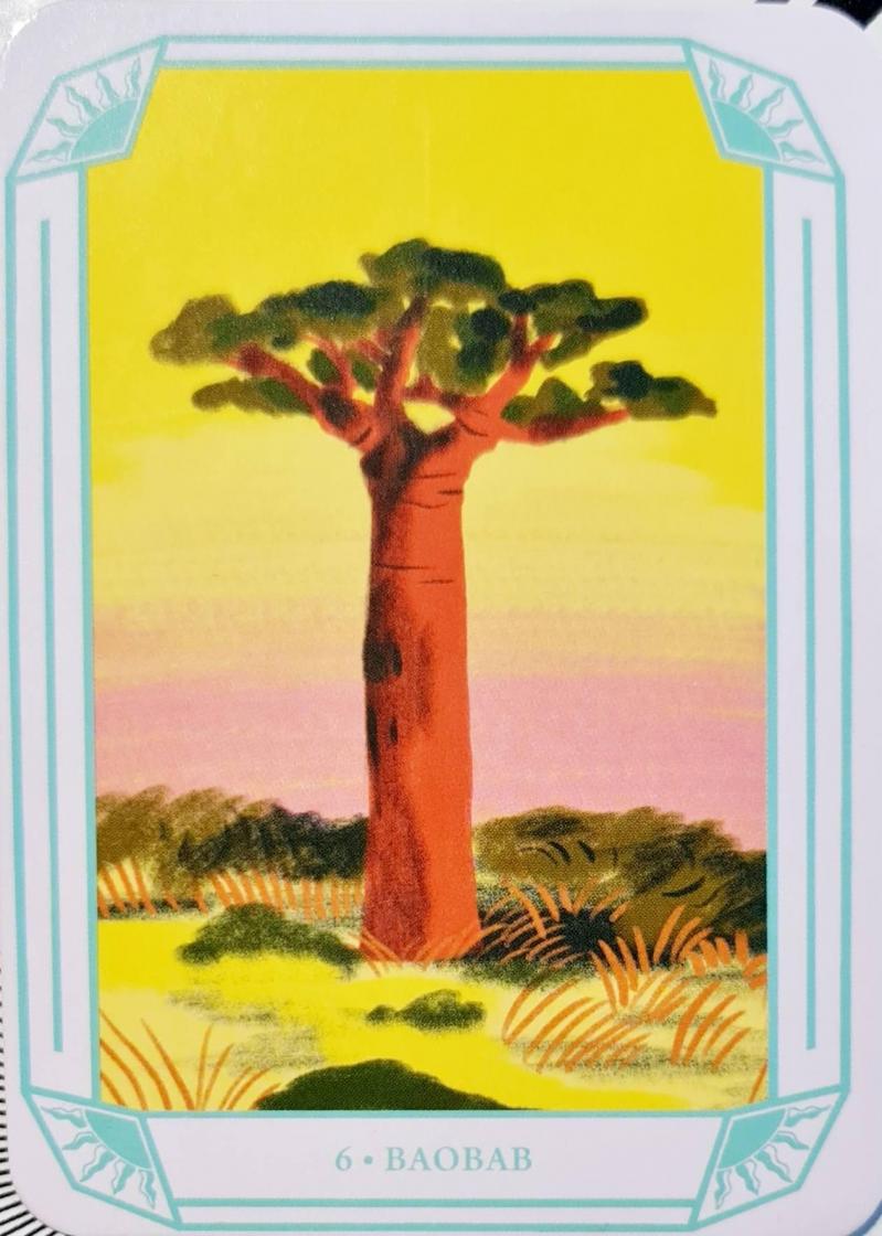 6 baobab esprits de la nature de sarah divine beya rebai