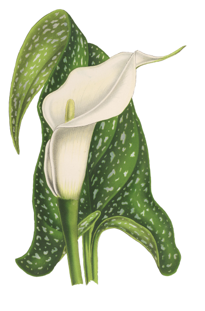 Calla image par susann mielke de pixabay