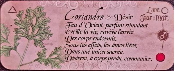 Coriandre le petit oracle de magie d eve korrigan