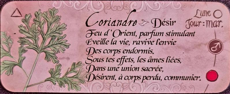 Coriandre le petit oracle de magie d eve korrigan