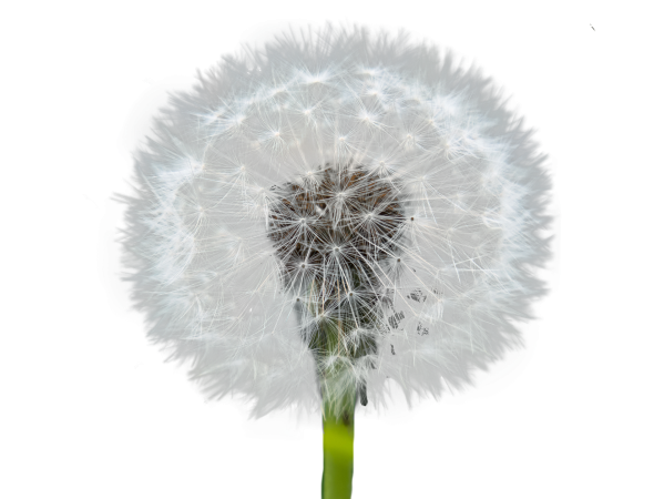 Dandelion image par maja7777 de pixabay