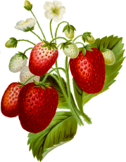 Food image par openclipart vectors de pixabay