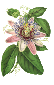 Passion flower image par susann mielke de pixabay