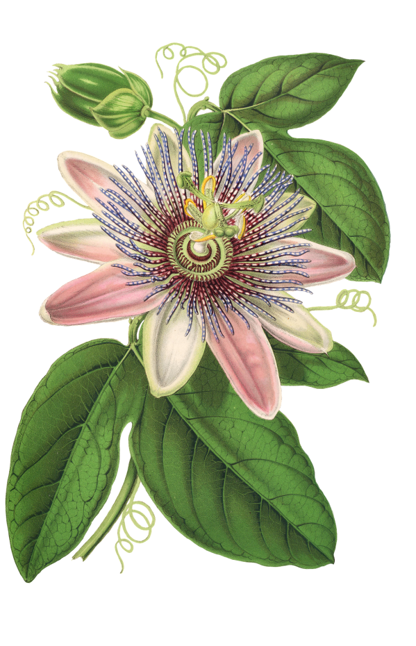 Passion flower image par susann mielke de pixabay