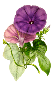 Plant image par susann mielke de pixabay