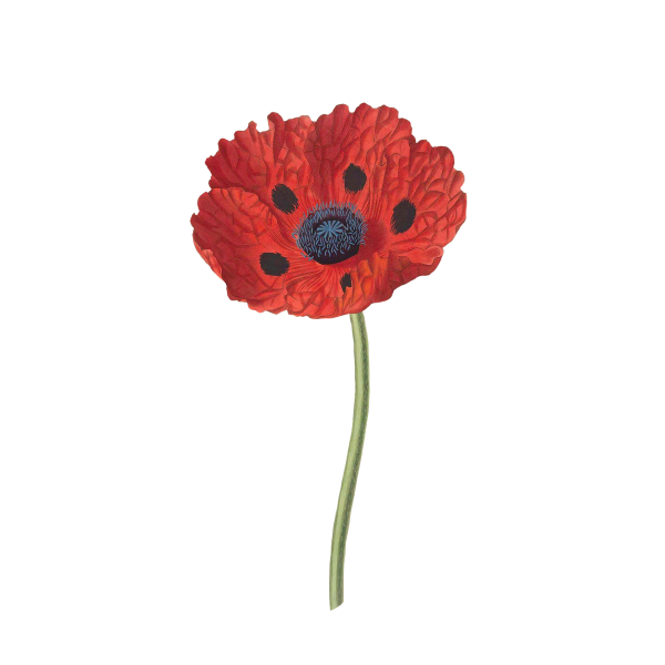 Poppy image par susann mielke de pixabay