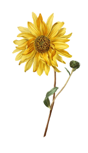 Sunflower image par susann mielke de pixabay