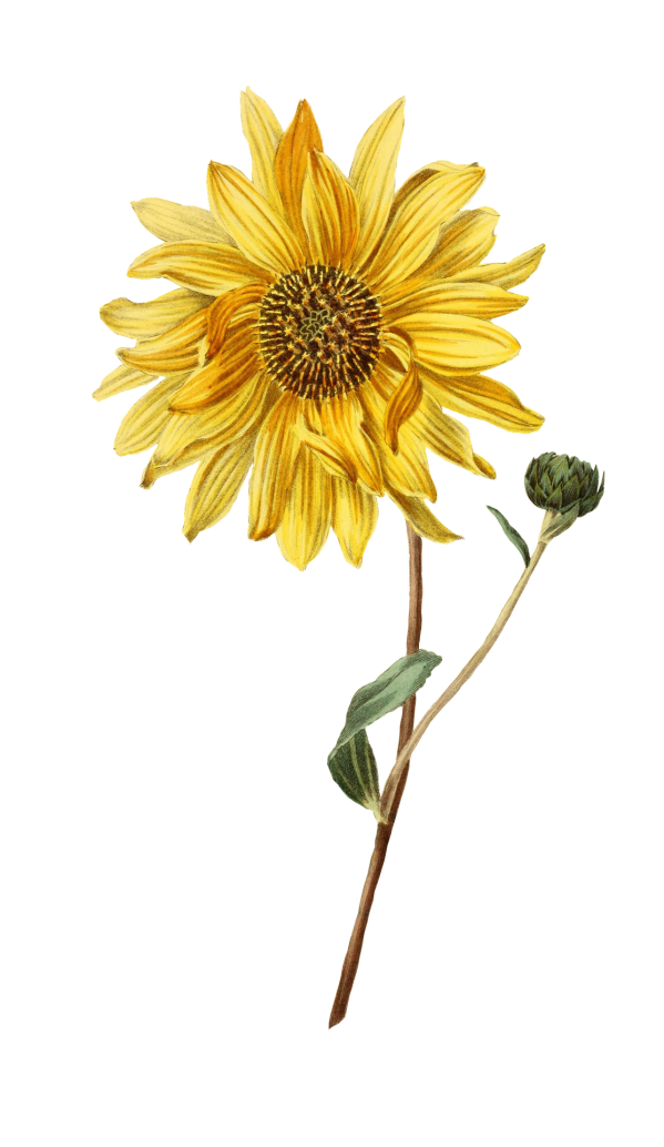 Sunflower image par susann mielke de pixabay
